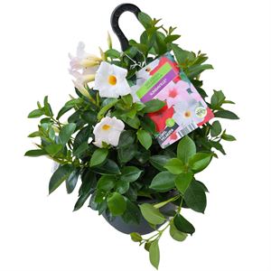 Bild von HP27 Sundaville White